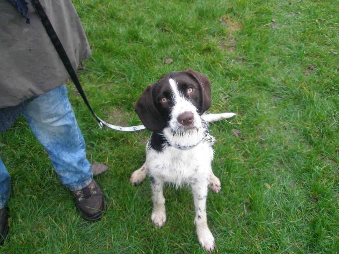 Blanding af racer Albert billede 14