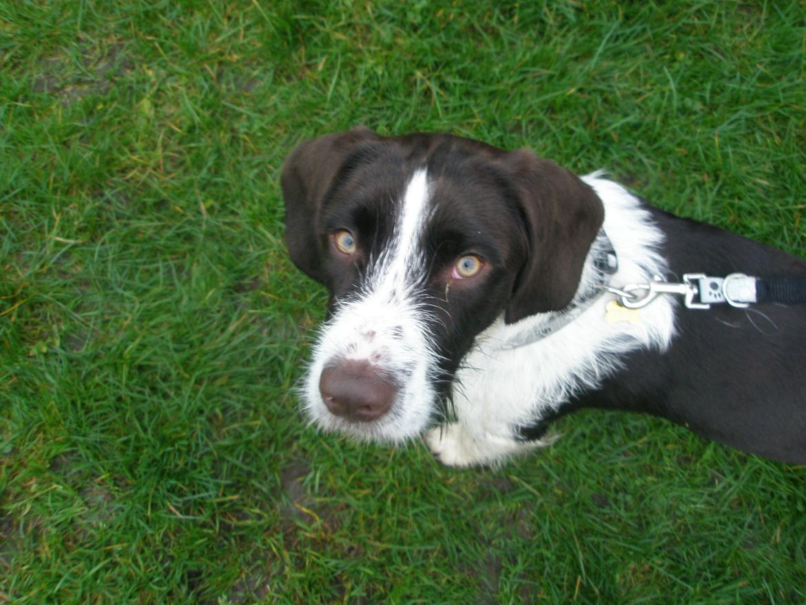 Blanding af racer Albert billede 15