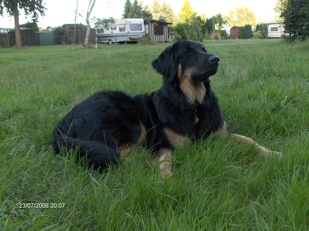 Hovawart Cohiba - Her bor jeg! Jeg er majestætisk! billede 8