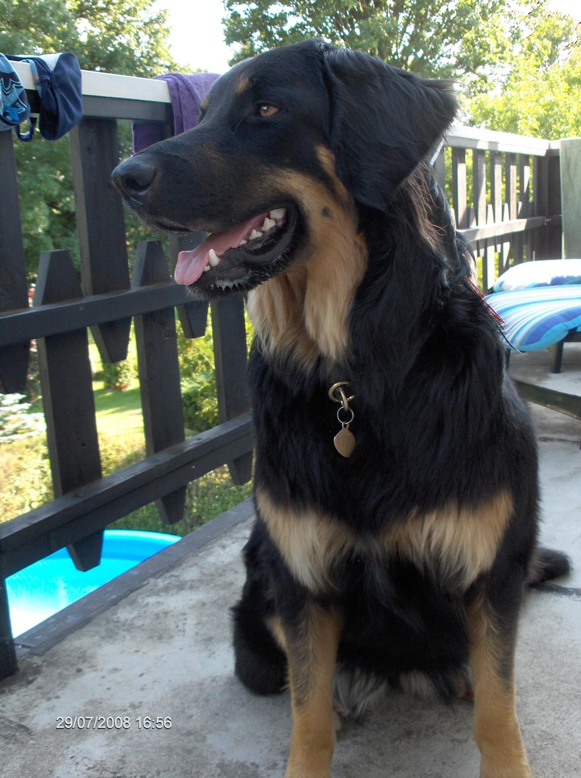 Hovawart Cohiba - En afslappet sommerferie. billede 9