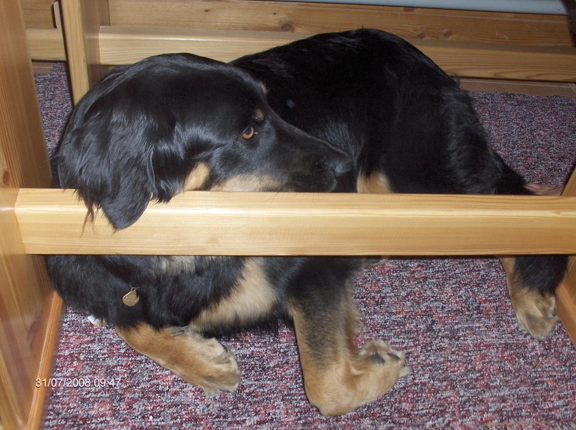 Hovawart Cohiba - Mon ikke man kan finde sig en hvileplads under stolen. Det virker da "meget" komfortabelt. billede 10