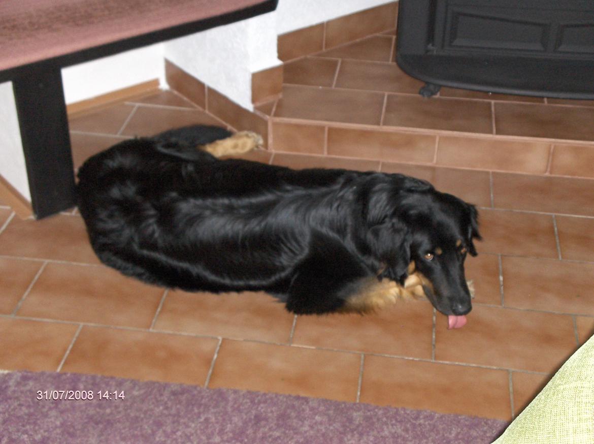 Hovawart Cohiba - Se mor jeg vasker gulvet. billede 11