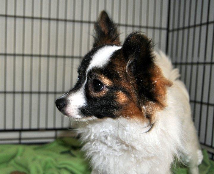 Papillon Axa's Andi Junior billede 19