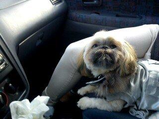 Shih tzu Chico billede 1