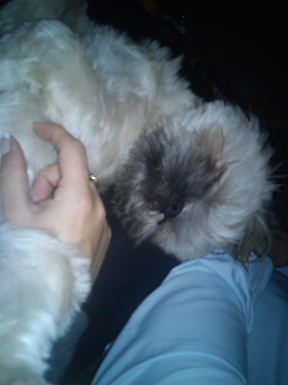 Shih tzu Chico billede 2