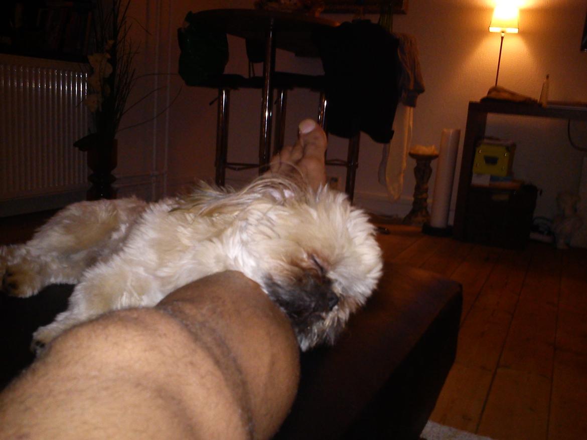 Shih tzu Chico billede 3