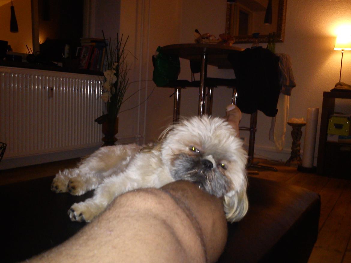 Shih tzu Chico billede 4
