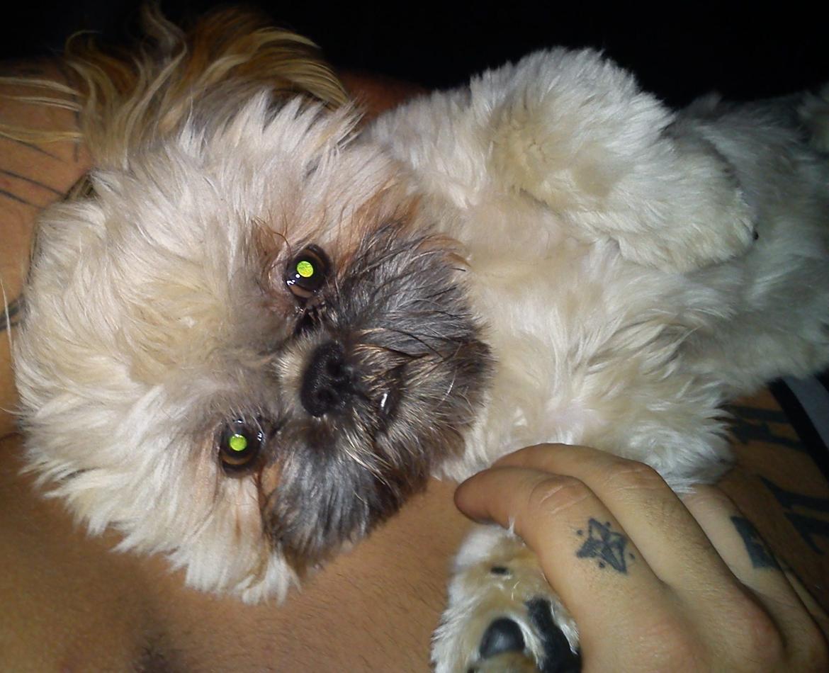 Shih tzu Chico billede 5