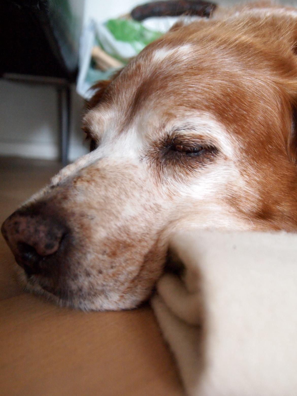 Breton Snubbi  - Tak fordi i kiggede!:D
Smid gerne en kommentar og bedømmelse!;D
 billede 15