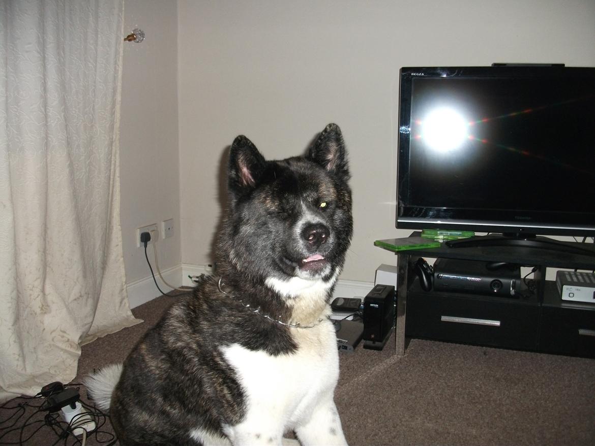 Akita inu Miko billede 5