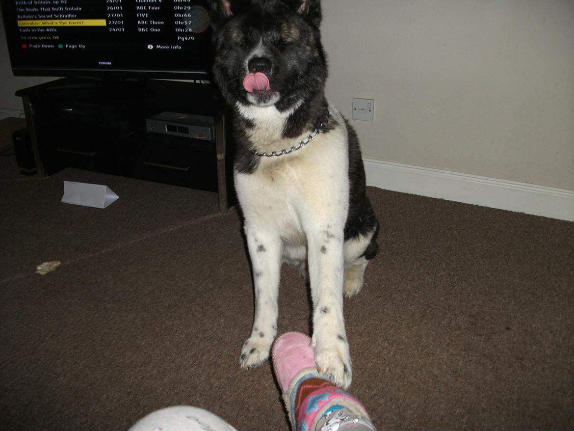 Akita inu Miko billede 4