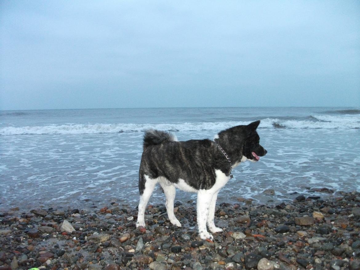 Akita inu Miko billede 6