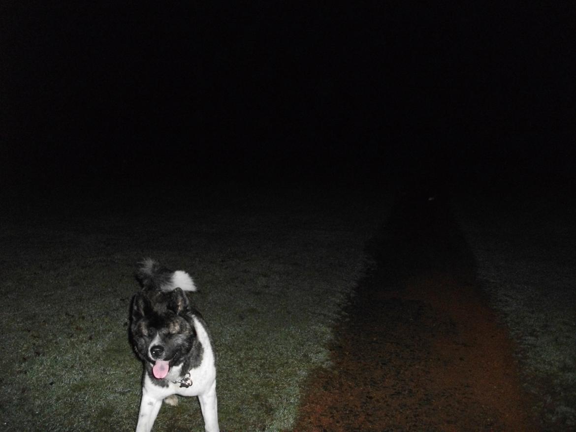 Akita inu Miko billede 8