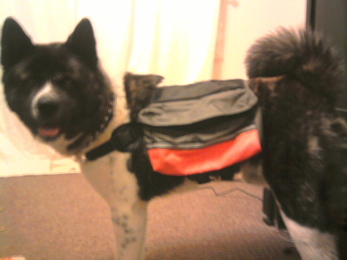 Akita inu Miko billede 11