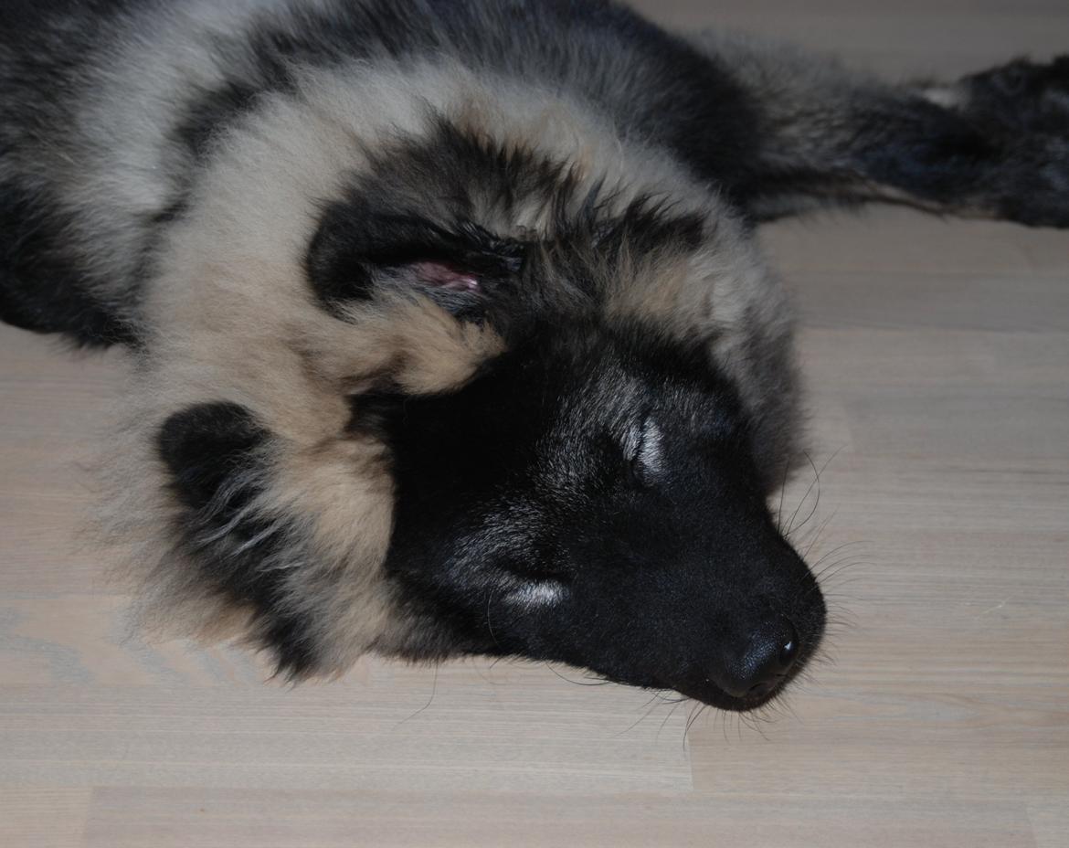 Eurasier Biker (Beiker) billede 2