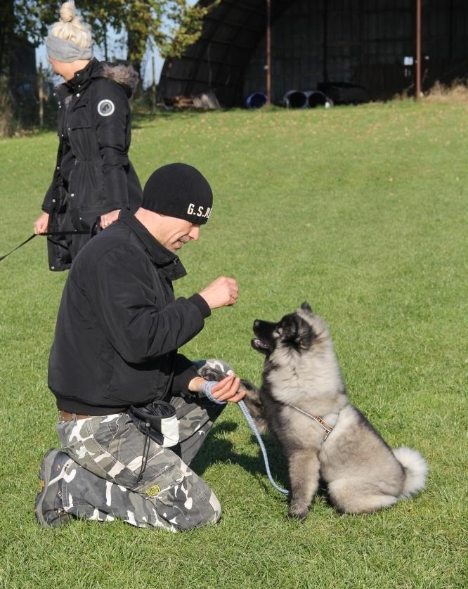 Eurasier Biker (Beiker) billede 3