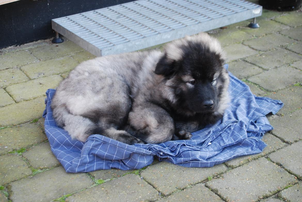 Eurasier Biker (Beiker) billede 4