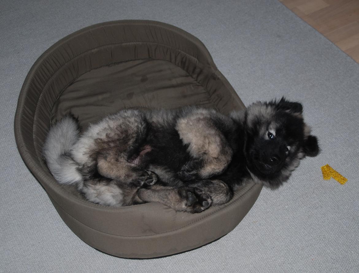 Eurasier Biker (Beiker) billede 5