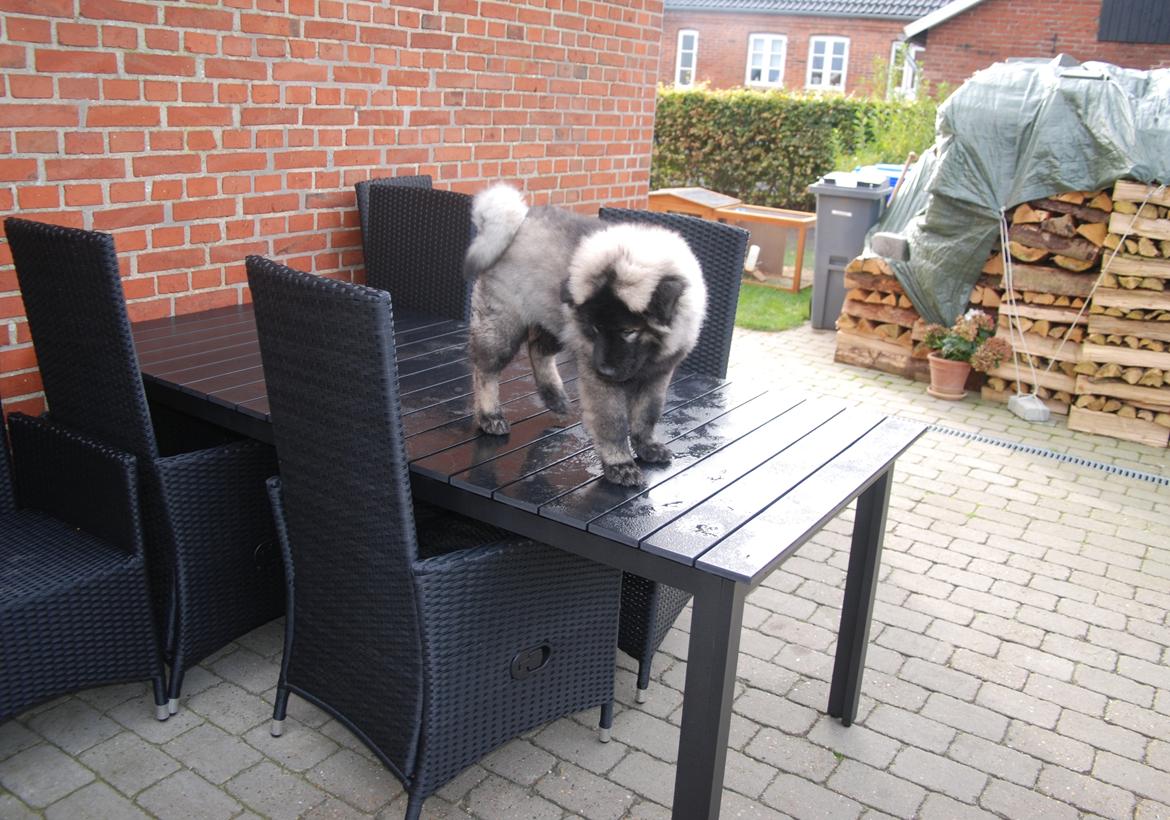 Eurasier Biker (Beiker) - Hmmmm... ? billede 6