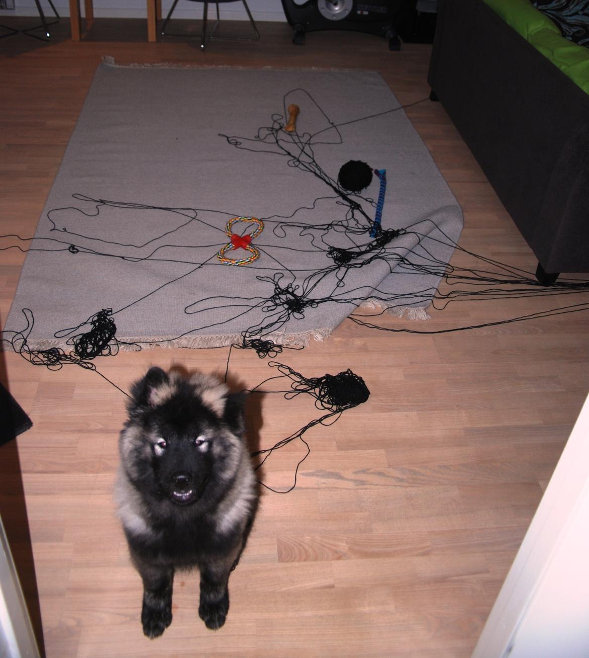 Eurasier Biker (Beiker) - Velkommen hjem.... :o billede 7