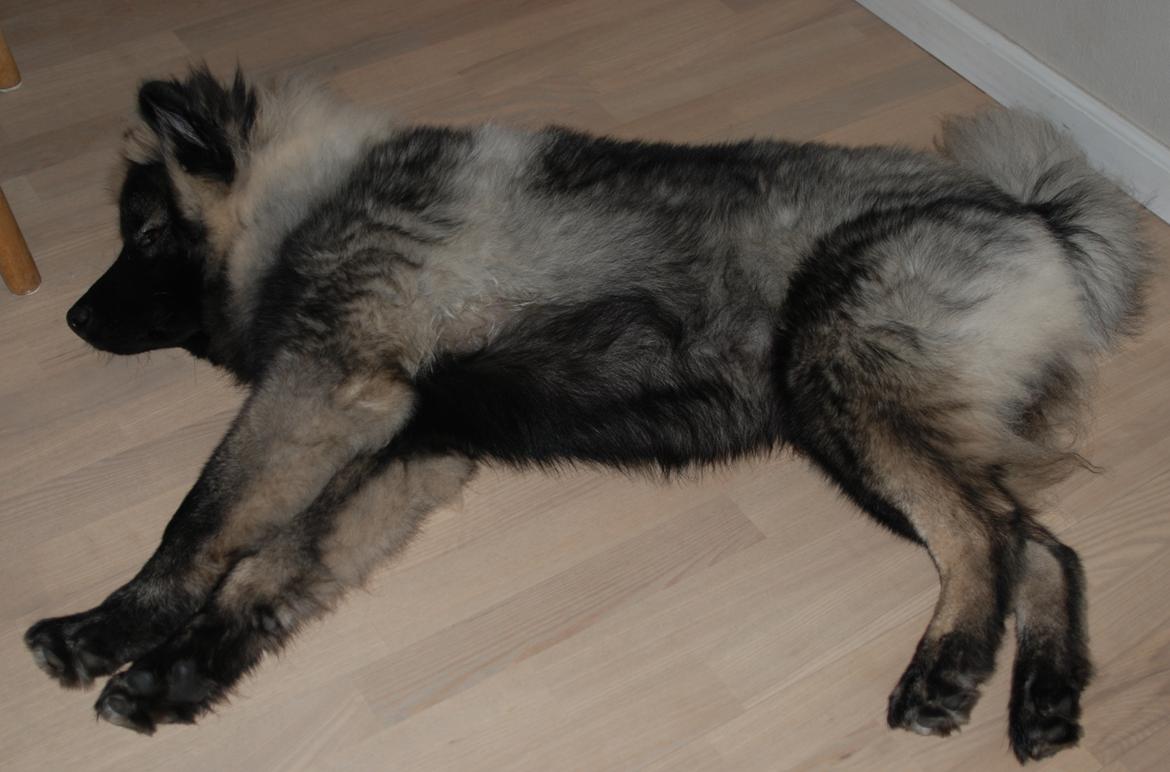 Eurasier Biker (Beiker) billede 8