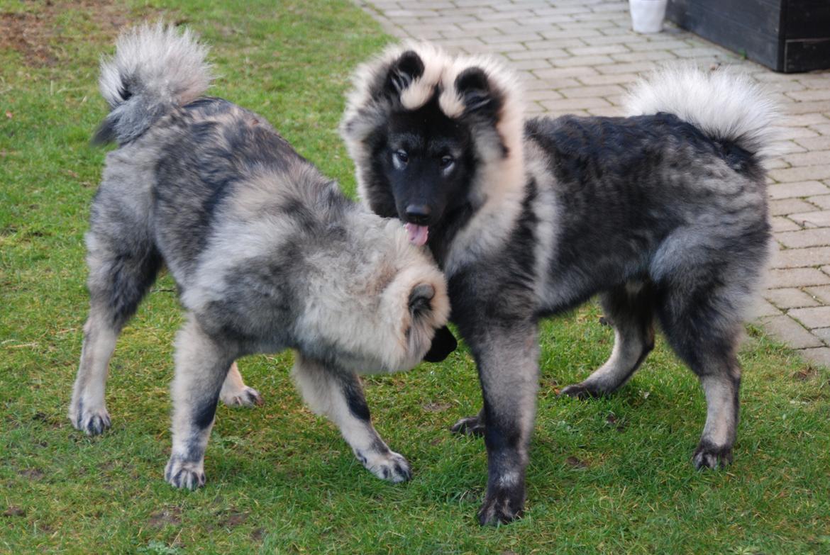 Eurasier Biker (Beiker) - Biker har brormand på besøg... Sååå hyggelig:-) billede 9