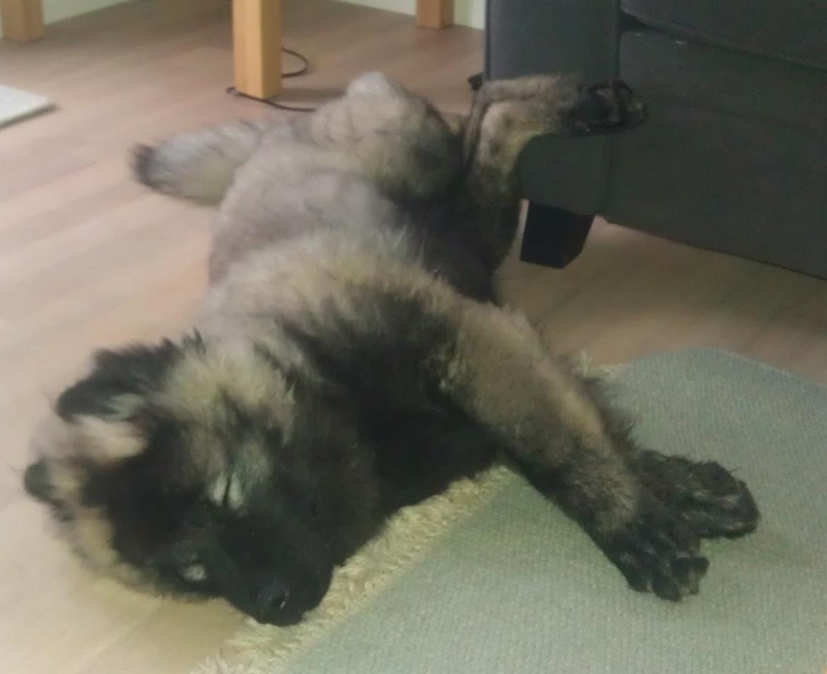 Eurasier Biker (Beiker) - Tildt... TRÆT...  billede 10