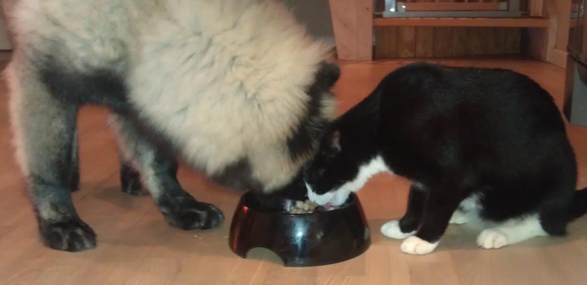 Eurasier Biker (Beiker) - Deler lige med sortemis. billede 11