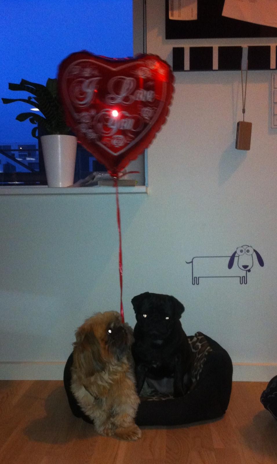 Shih tzu Chico - Chico på besøg hos hans kæreste med en kærlighedserklæring  billede 7