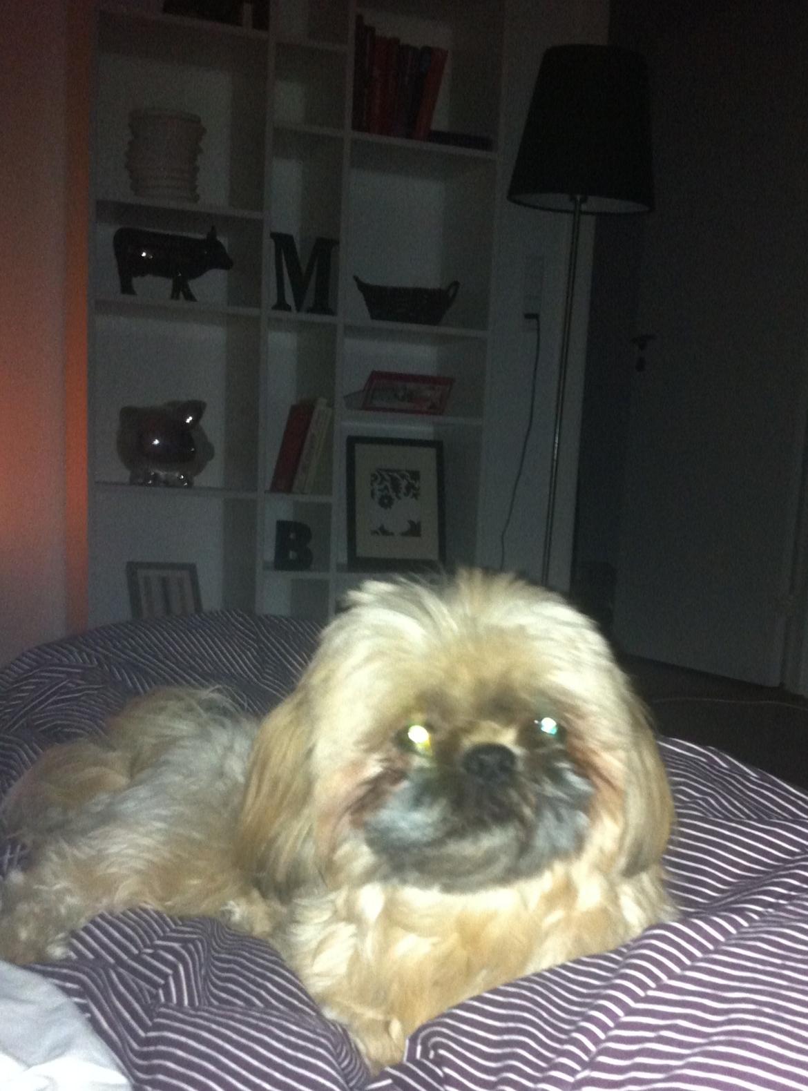 Shih tzu Chico billede 8