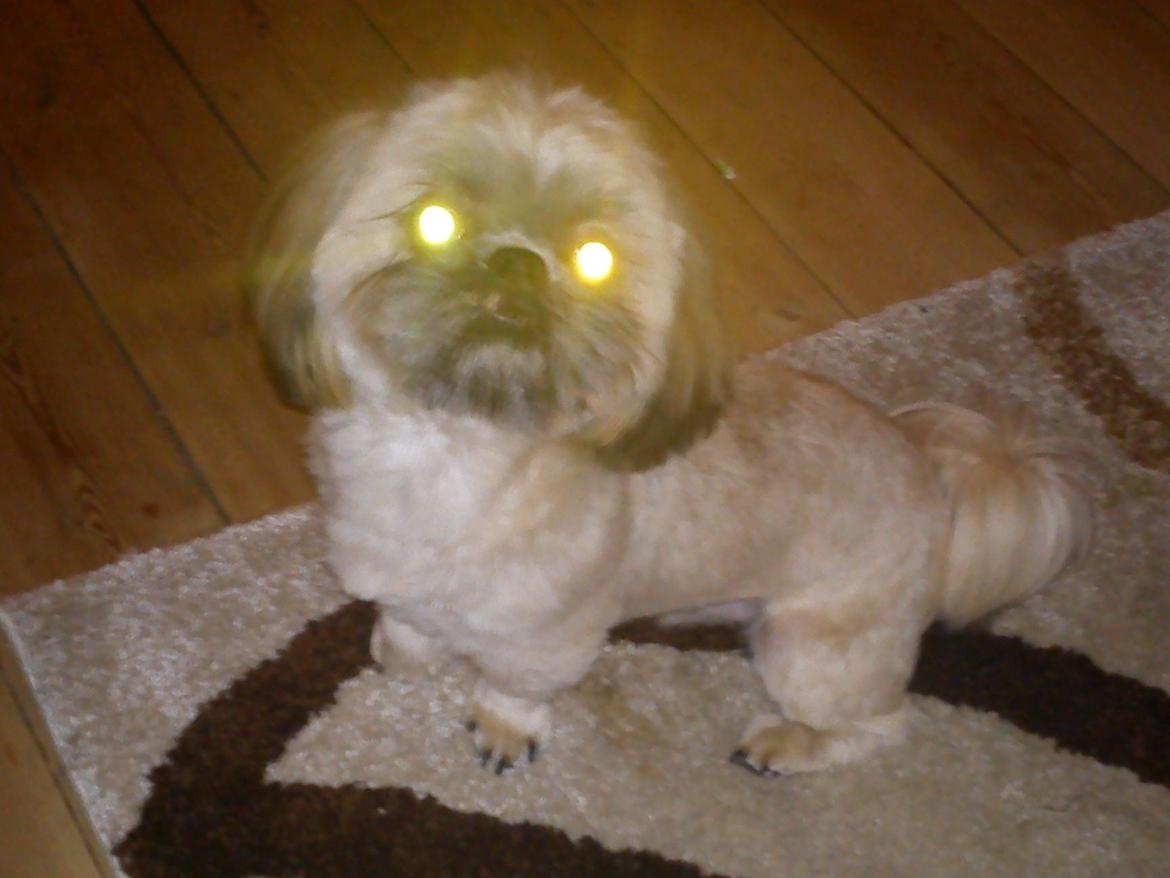 Shih tzu Chico - mr. chico the spacedog billede 9