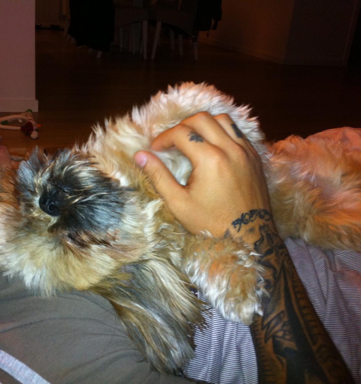 Shih tzu Chico billede 10