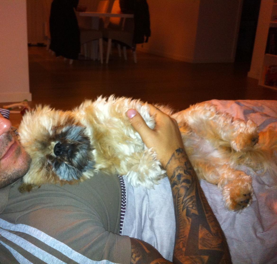 Shih tzu Chico - meget træt Chico på sin faste putteplads hos far billede 11