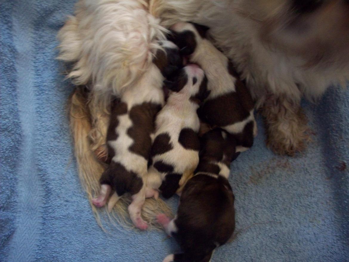 Shih tzu Nellie - Nellies hvalpe - hun fik 4 smukke hvalpe- 2 af hver billede 19