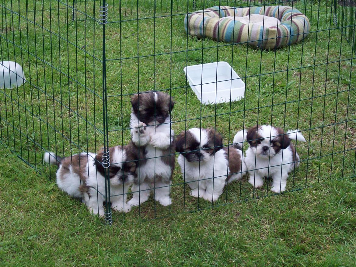 Shih tzu Nellie - Tessa, Bella, Alfred og Aslan.....Skønne hvalpe..... billede 20