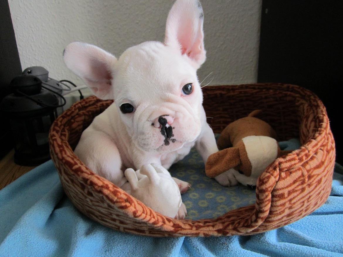 Fransk bulldog Hector billede 1