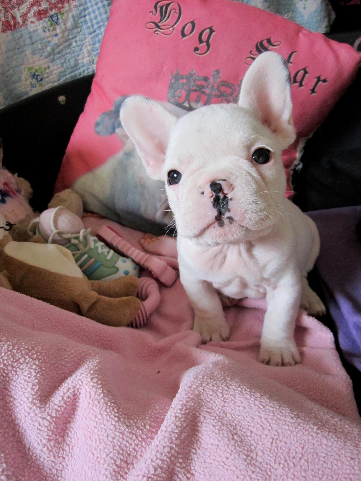 Fransk bulldog Hector billede 2