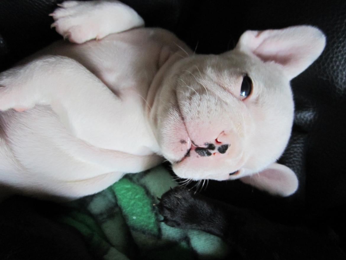 Fransk bulldog Hector billede 3