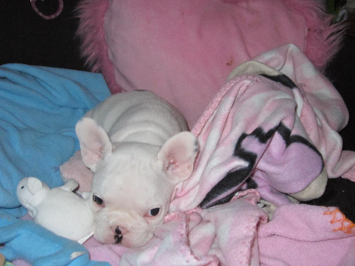 Fransk bulldog Hector billede 4