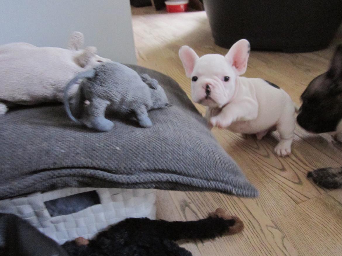 Fransk bulldog Hector billede 5