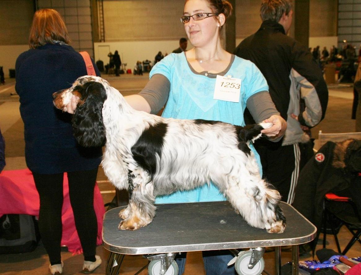 Cocker spaniel Cockerpets Cute Fuzzy (Balú) - Internationel Cert. udstilling i Fredericia feb. 2012 - flot debut i juniorklassen billede 12