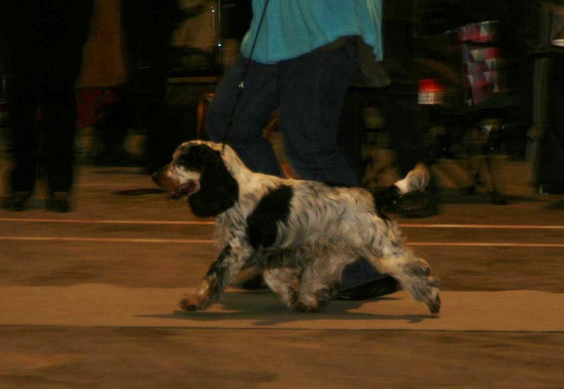 Cocker spaniel Cockerpets Cute Fuzzy (Balú) - Fredericia 2012 - banditten på narrestreger på den grå løber! billede 13