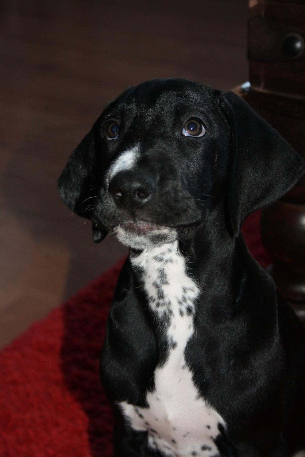 Blanding af racer Conrad  billede 1