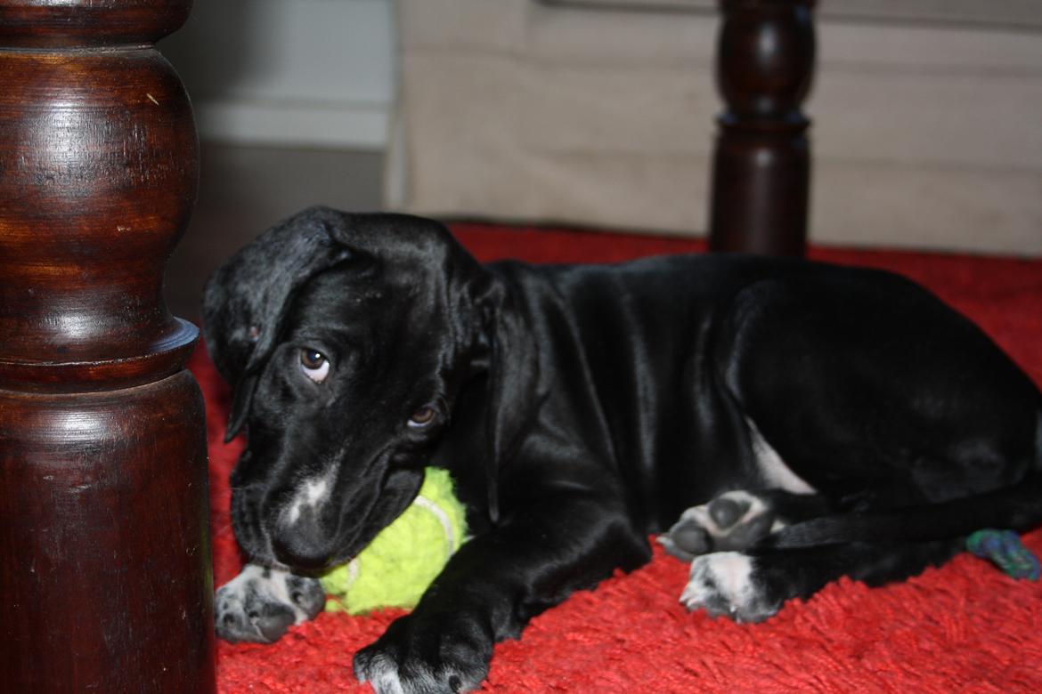 Blanding af racer Conrad  billede 2