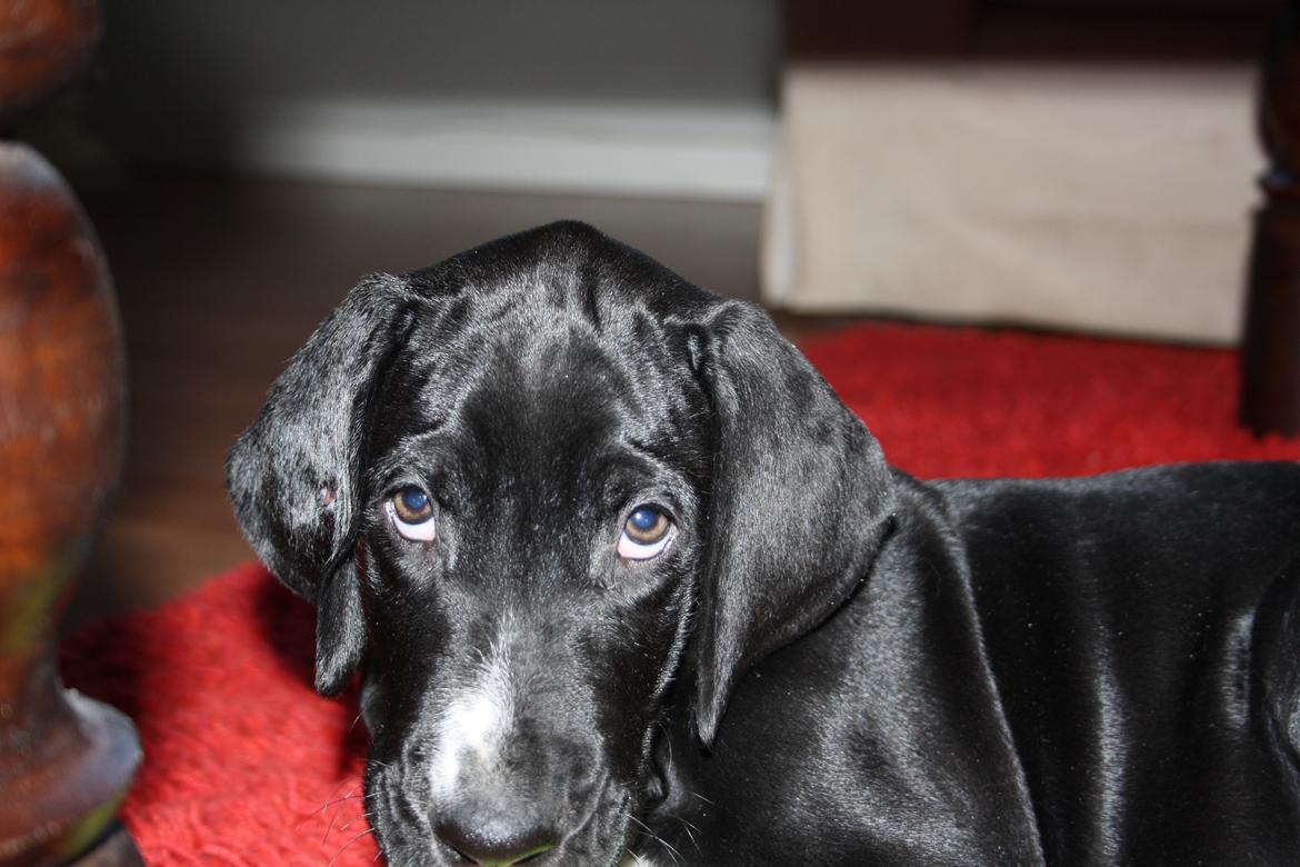 Blanding af racer Conrad  billede 3