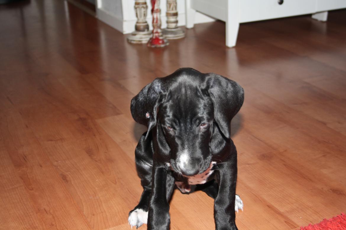 Blanding af racer Conrad  billede 4