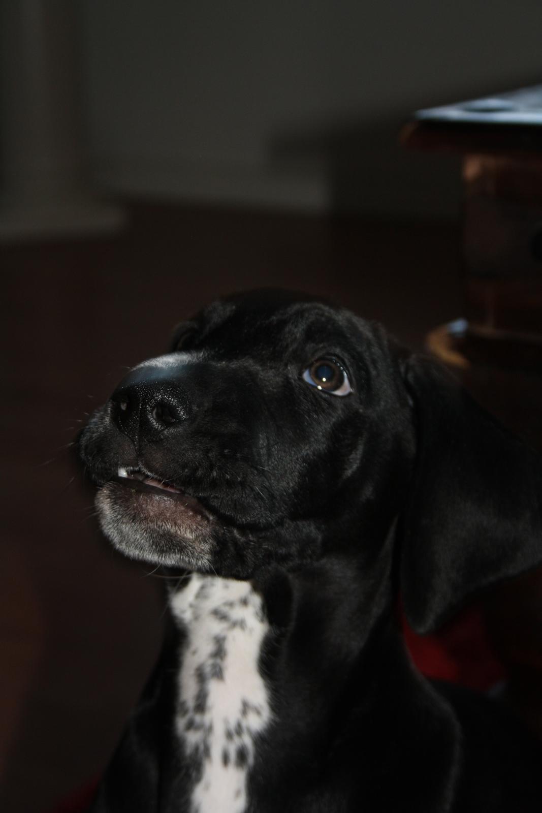 Blanding af racer Conrad  billede 5