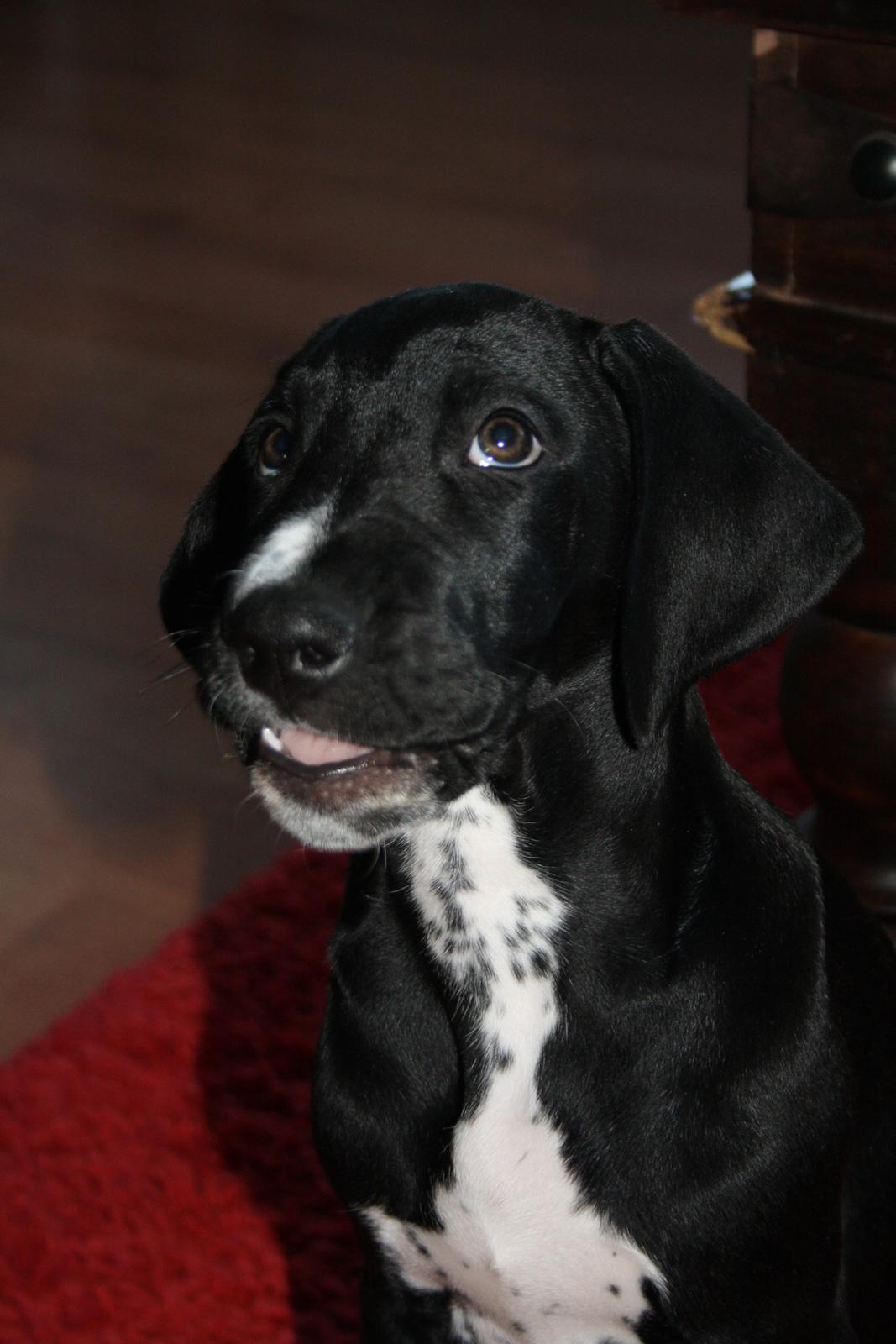 Blanding af racer Conrad  billede 6