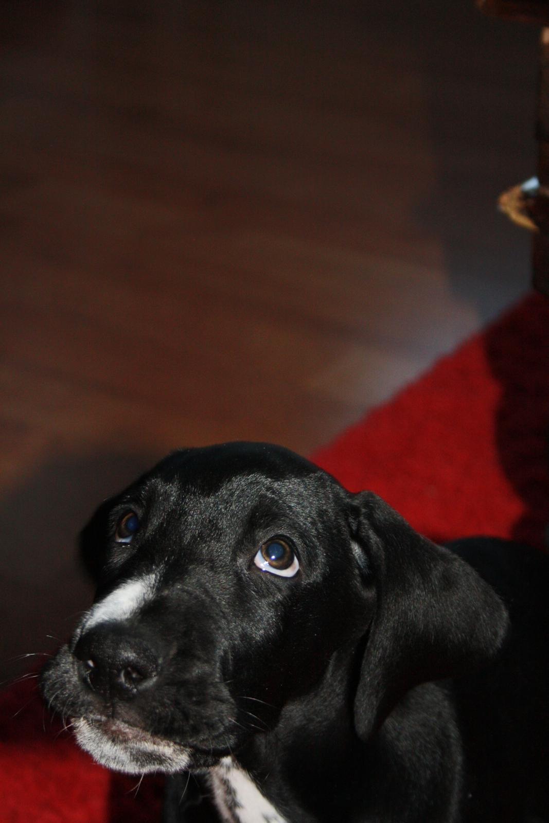 Blanding af racer Conrad  billede 7