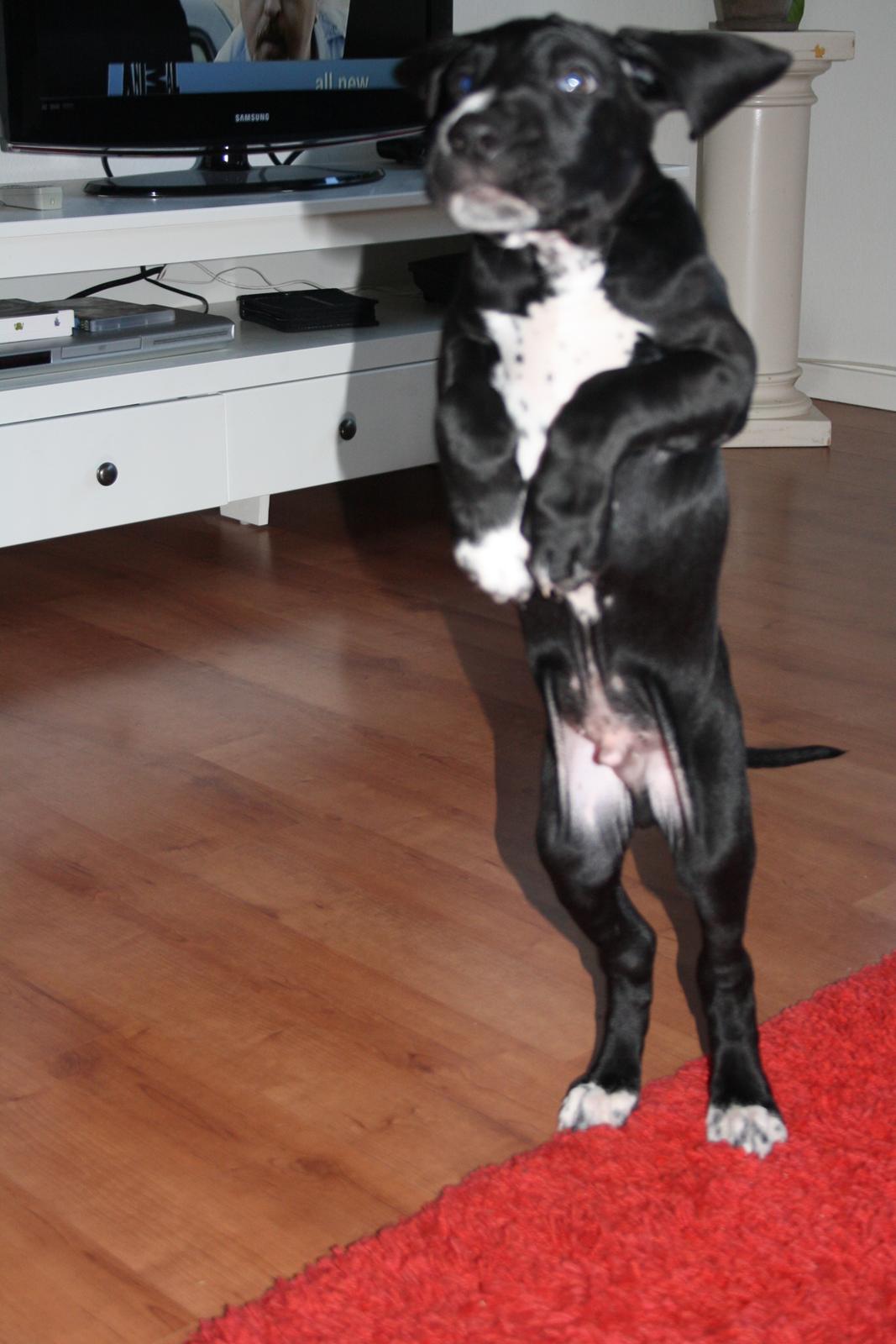 Blanding af racer Conrad  billede 8